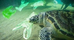Zelena morska kornjača guta plastične vrećice jer je podsjećaju na morsku travu